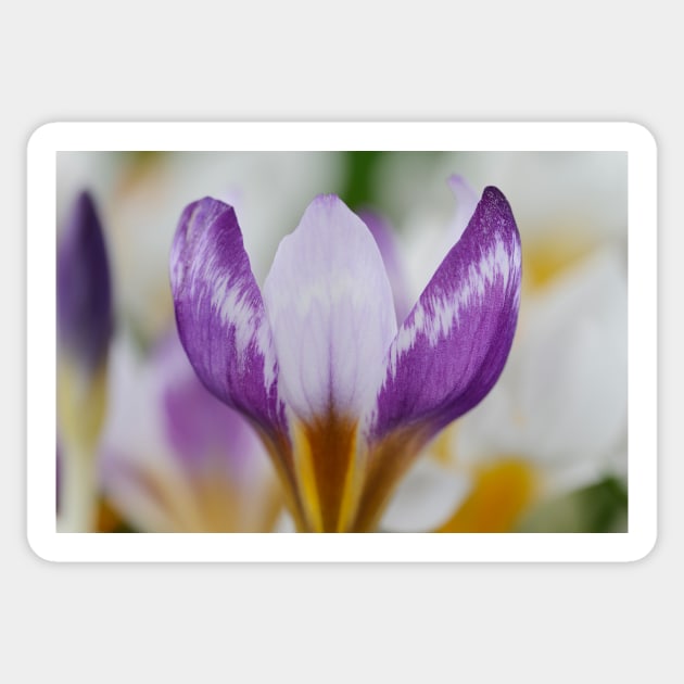 Crocus sieberi  &#39;Hubert Edelsten&#39;   AGM Sticker by chrisburrows